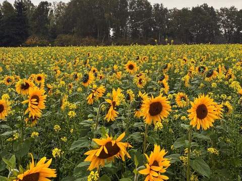 Brabantse Wouden National Park