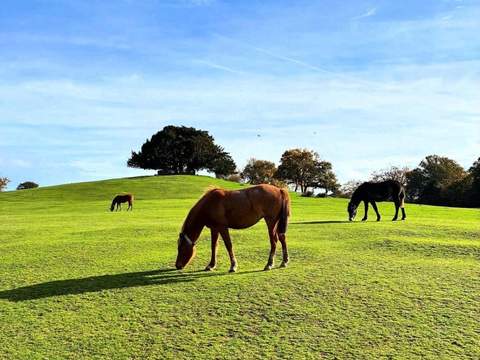 New Forest National Park